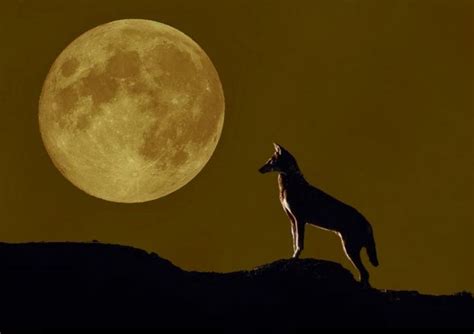 Moonlight | Coyote moon, Animal planet, Moon silhouette