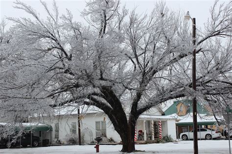 Hobart, 4 Photos, Nature Art, Oklahoma, Tree Trunk, Towns, Magical, Museum, Plants