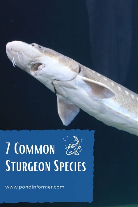 7 Common Sturgeon Species | Sturgeon, Species, Sturgeon fish