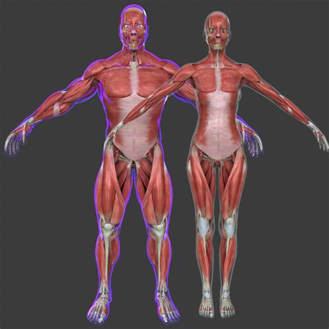 3d model muscle anatomy medical edition