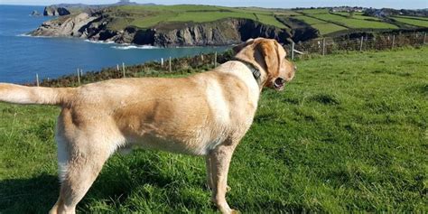 Dog walk at Pembrokeshire Coastal Path Trefin To Porthgain · Pembrokeshire · Walkiees