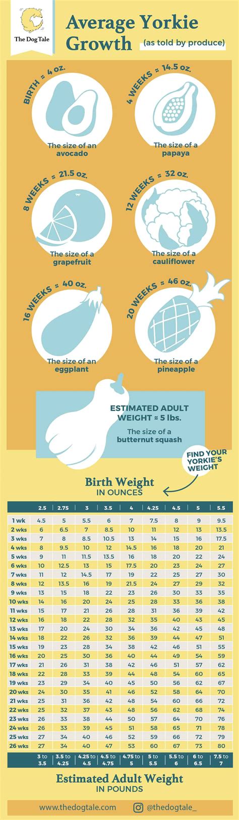 Yorkie Growth Chart: How Big Will My Yorkie Get?