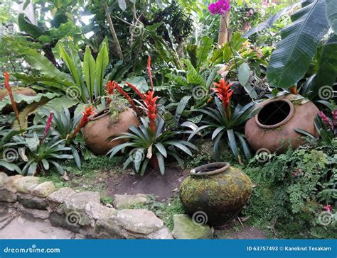 Red Bromeliads and Cold Clear Water in Garden Clay Jar Stock Image ...