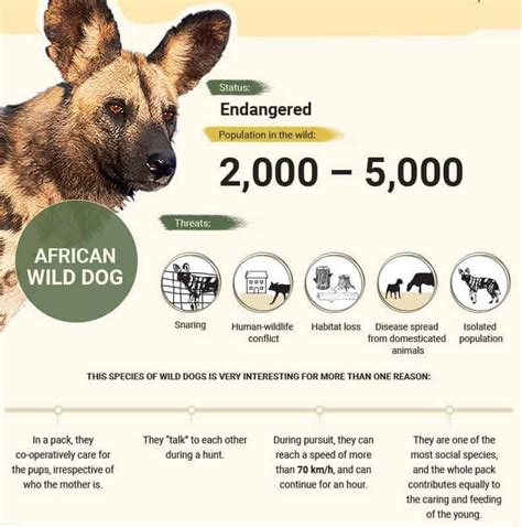 In pictures: The ten most endangered animals in Africa [infographic] Endangered Animals In ...