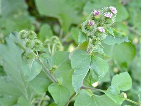 Great Burdock - Watching for WildflowersWatching for Wildflowers