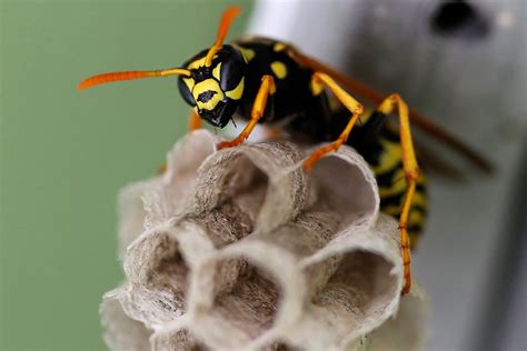 Scientists study how wasps learn for better trap | WSU Insider | Washington State University