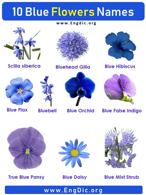 10 Blue Flowers names with Pictures, Flower Names | Растения, Цветы ...