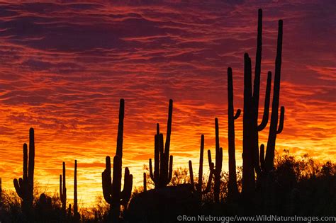 Sonoran Desert Sunset | Tucson, Arizona. | Photos by Ron Niebrugge