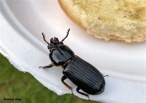 Recyclers in the Circle of Life: Bess beetles, Odontotaenius disjunctus ...