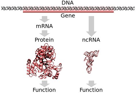 Gene Examples