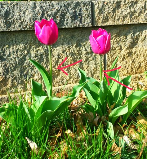 Garden of Princess Penny: Tulip Care After Blooming