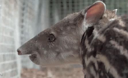 Zoo GIF - Zoo Zooanimals Tapir GIFs | Say more with Tenor