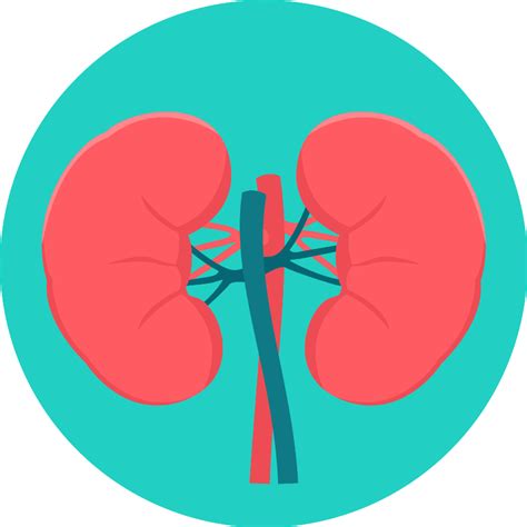 Kidneys Kidney Vector SVG Icon - SVG Repo