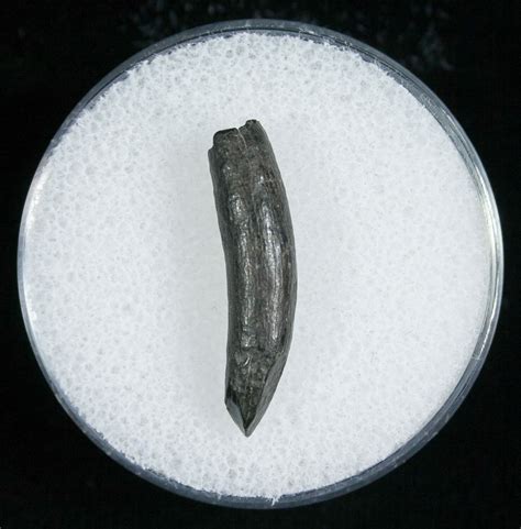 Miocene Aged Fossil Whale Tooth - .95" (#5670) For Sale - FossilEra.com