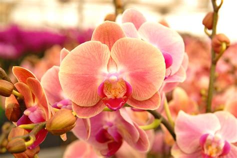 Phalaenopsis | Orchid images, Phalaenopsis, Orchids