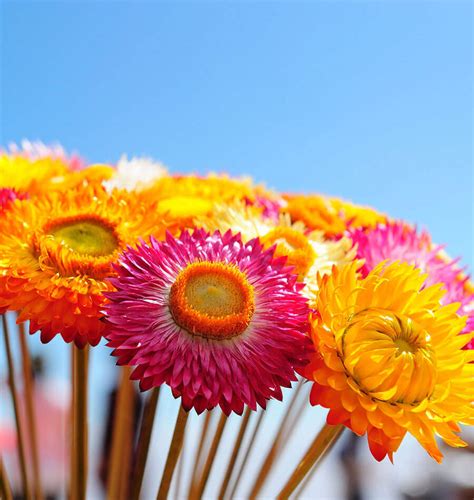 How to Grow Strawflowers from Seed – West Coast Seeds