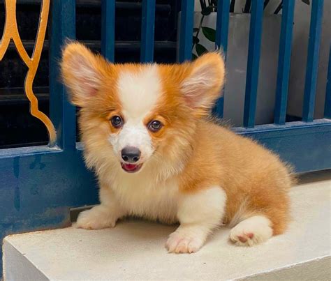 Chó Corgi VIP Màu vàng trắng Mã CG30755 - Hệ thống shop thú cưng Uy tín nhất Việt Nam | Petnow