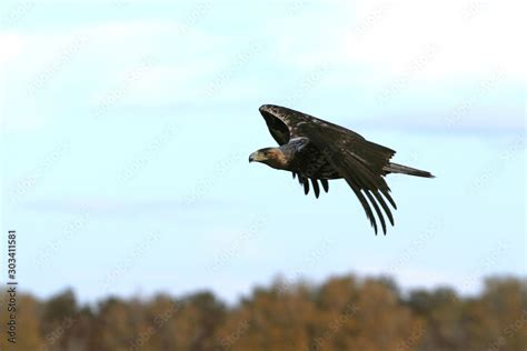 Five years old female of Spanish Imperial Eagle flying, Aquila ...