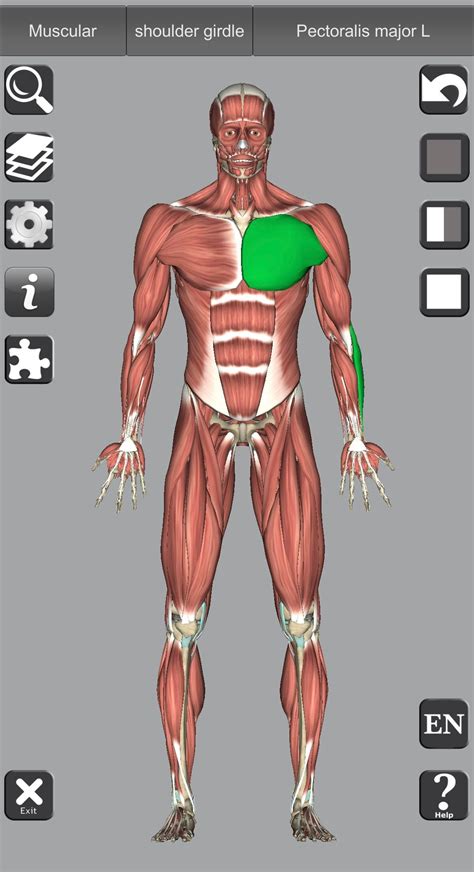 Learn About Human Anatomy in 3D With These 10 Apps