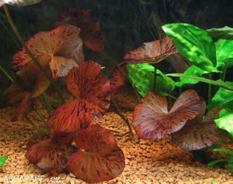 red tiger lotus aquarium plant | AQUAPAGE.eu - Aquarium plants - Nymphaea zenkeri red - Tiger ...