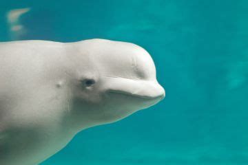 LISTEN: Beluga Whale Mimics Human Sounds | TIME.com | Beluga whale, Beluga, Whale