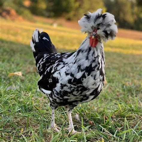 Crested Chicken: 10 Afro Chicken Breeds - Chicken Breed Guide