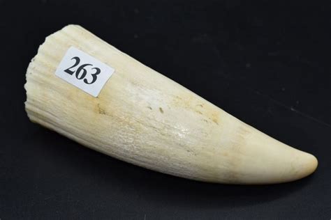 Specimen sperm whales tooth, width 198gms - Collection of a Gentleman - Small & Whitfield ...