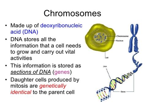 NCERT Class 9 Science Solutions: Chapter 5 The Fundamental Unit of Life Part 1- (For CBSE, ICSE ...