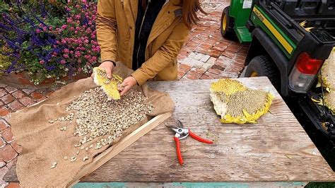 Harvesting Sunflower Seeds!