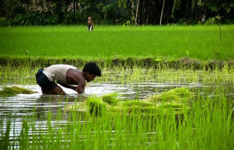 Bangladesh | International Rice Research Institute