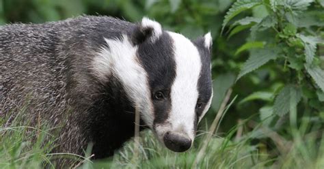 Brian's birding blog: British Wildlife Centre Badgers