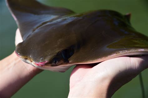 Study of Chesapeake Bay cownose ray urges caution in managing ...