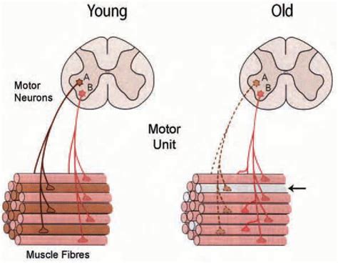 Integrity and vulnerability of skeletal muscle innervation in ageing ...