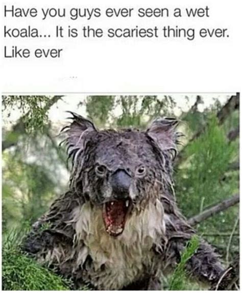 Scary Koala Meme