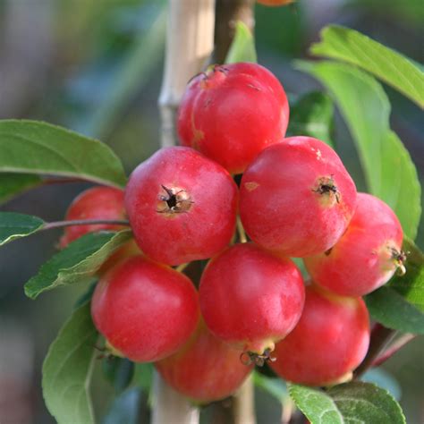 Buy crab apple Malus × robusta 'Red Sentinel': Delivery by Crocus