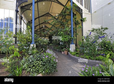 Plants in the Buxton Spa Botanical Conservatory, Pavilion Gardens, spa ...