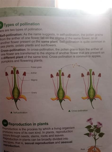 Types of pollination ere are two types of pollination. Self-pollination: