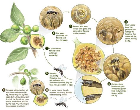 Dig the Fig – The Essential Guide to All You Need to Know About Figs | Fig, Wasp, Permaculture