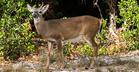 Deer Season In Florida: Everything You Need To Know To Be Prepared