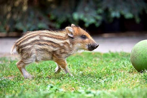 Baby Pig Playing in Garden Photograph by Henrietta Baranovszky | Fine ...