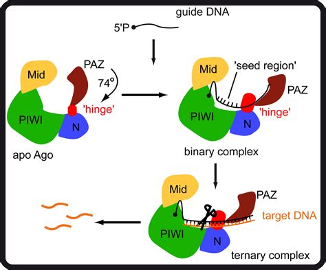 Argonaute proteins - conformational flexibility drives function | Nature Portfolio Microbiology ...