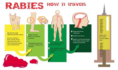 Signs And Symptoms Of Rabies