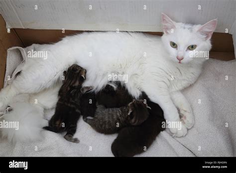 White Turkish Angora Cross with Maine Coon Cat Feeding Kittens - A Week ...