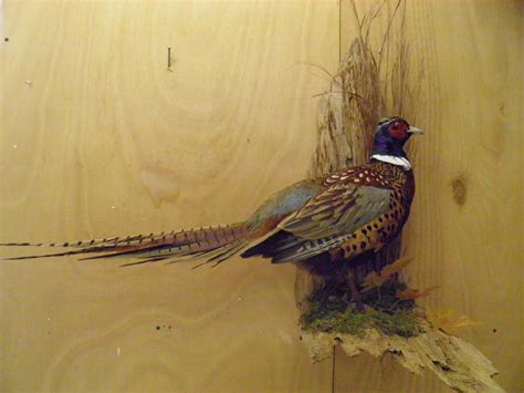 Taxidermy Projects - Birds | American Wildlife Studios