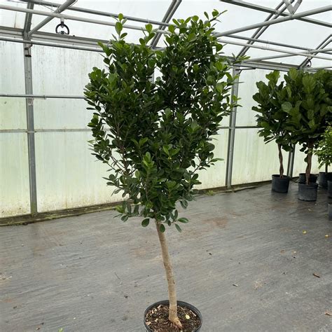 14″ Ficus Green Island – The (KC) Plant Factory