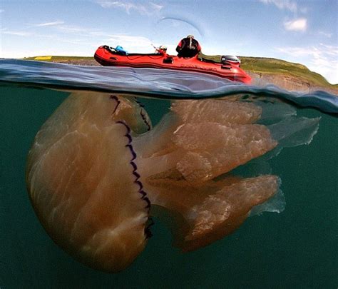 Nomura’s Jellyfish : Characteristics, alimentation habits, uses and more.