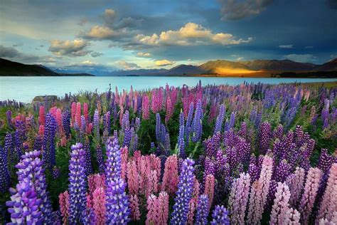 Lupins at Lake Tekapo, New Zealand James Appleton Photography | Scenic pictures, Beautiful ...