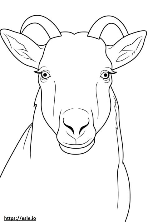 Cashmere Goat face coloring page