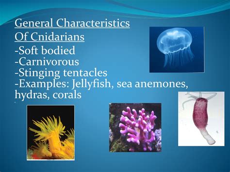 Ppt The Characteristics Of Phylum Cnidaria Powerpoint