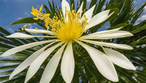 South Carolina State Flower: Yellow Jessamine, Meaning and Symbolism